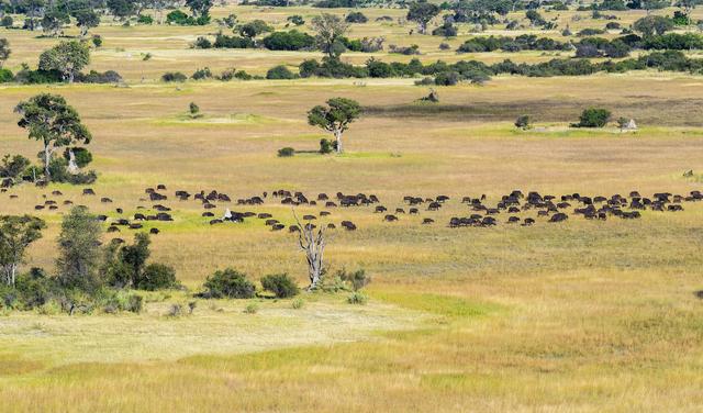 原创生活在广阔的非洲热带草原中的动物,为什么要不停地来回迁徙?