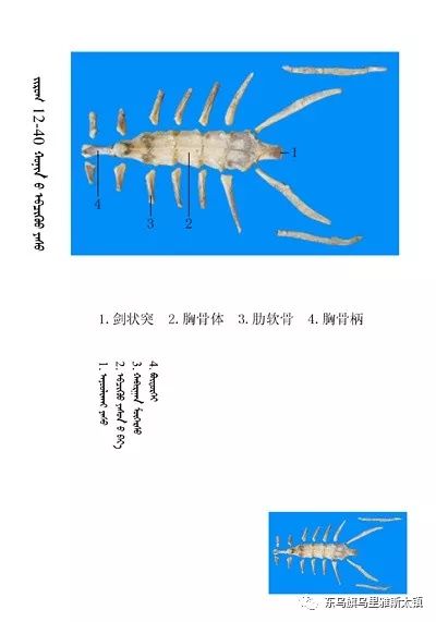 常识史上最全绵羊骨骼名称图解要分享哦