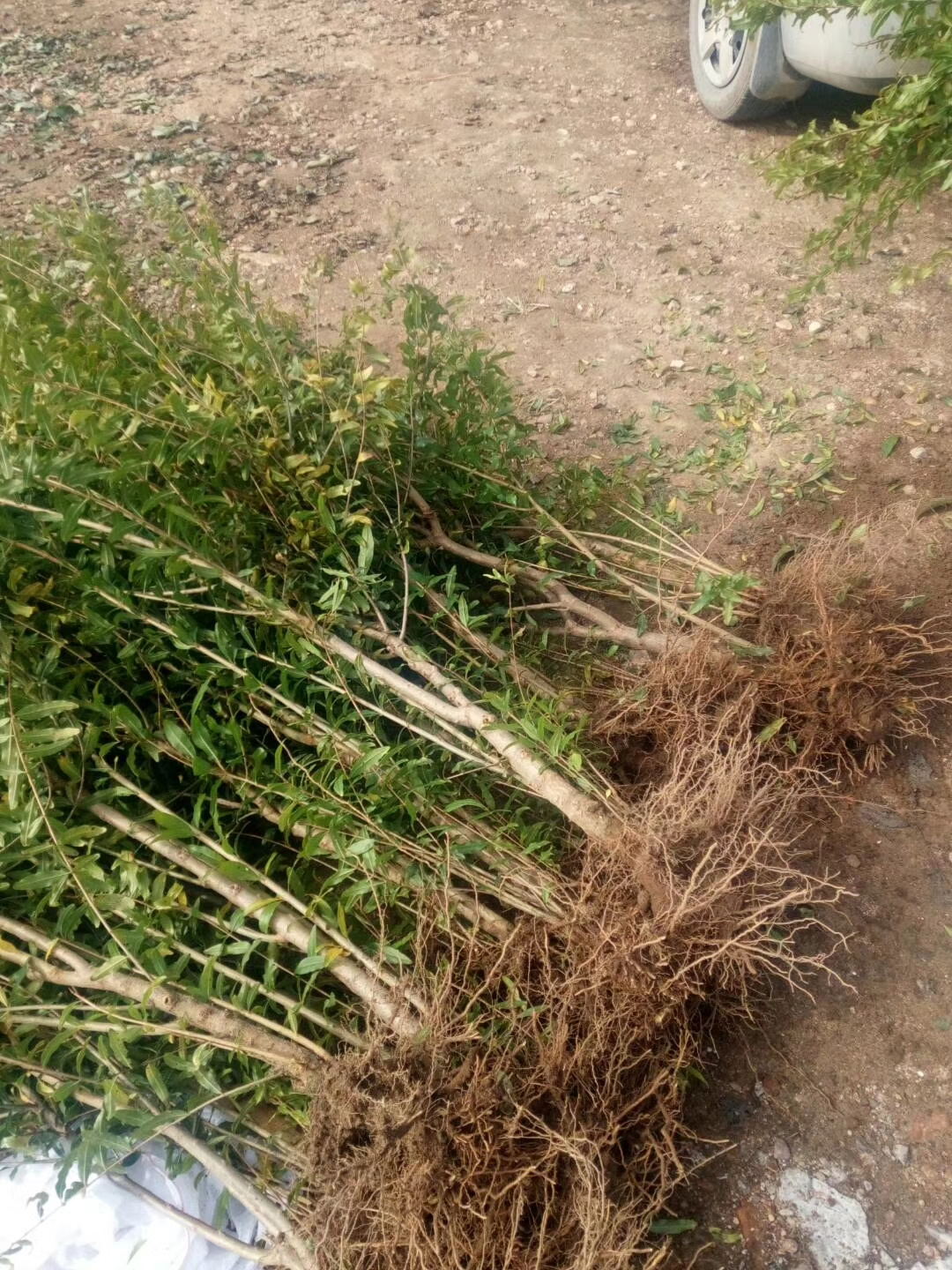 泰安开发区广成园艺场的个人展示页