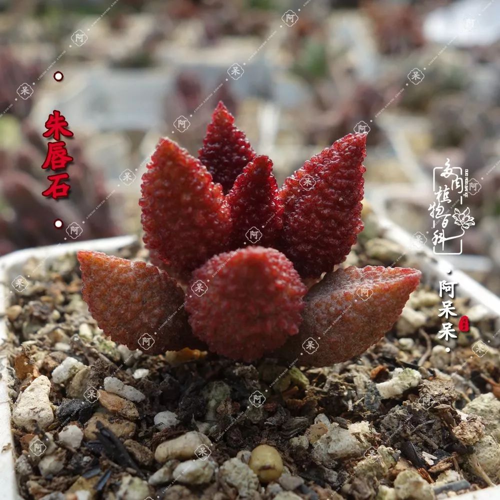 从几元到几千元多彩的天锦章属多肉附部分水泡的图鉴