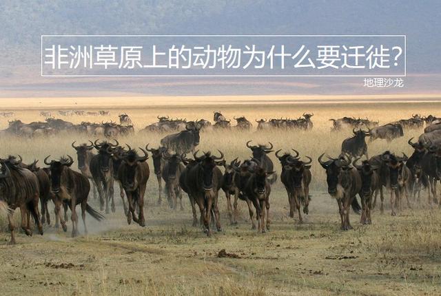 生活在广阔的非洲热带草原中的动物 为什么要不停地来回迁徙 赤道