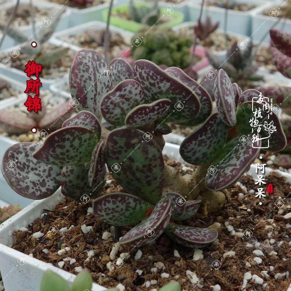从几元到几千元多彩的天锦章属多肉附部分水泡的图鉴