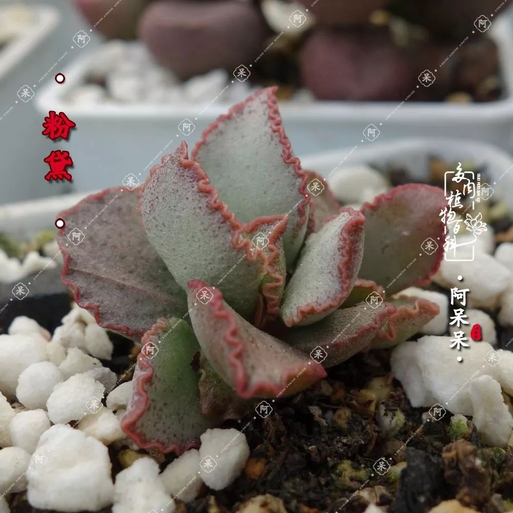 从几元到几千元多彩的天锦章属多肉附部分水泡的图鉴