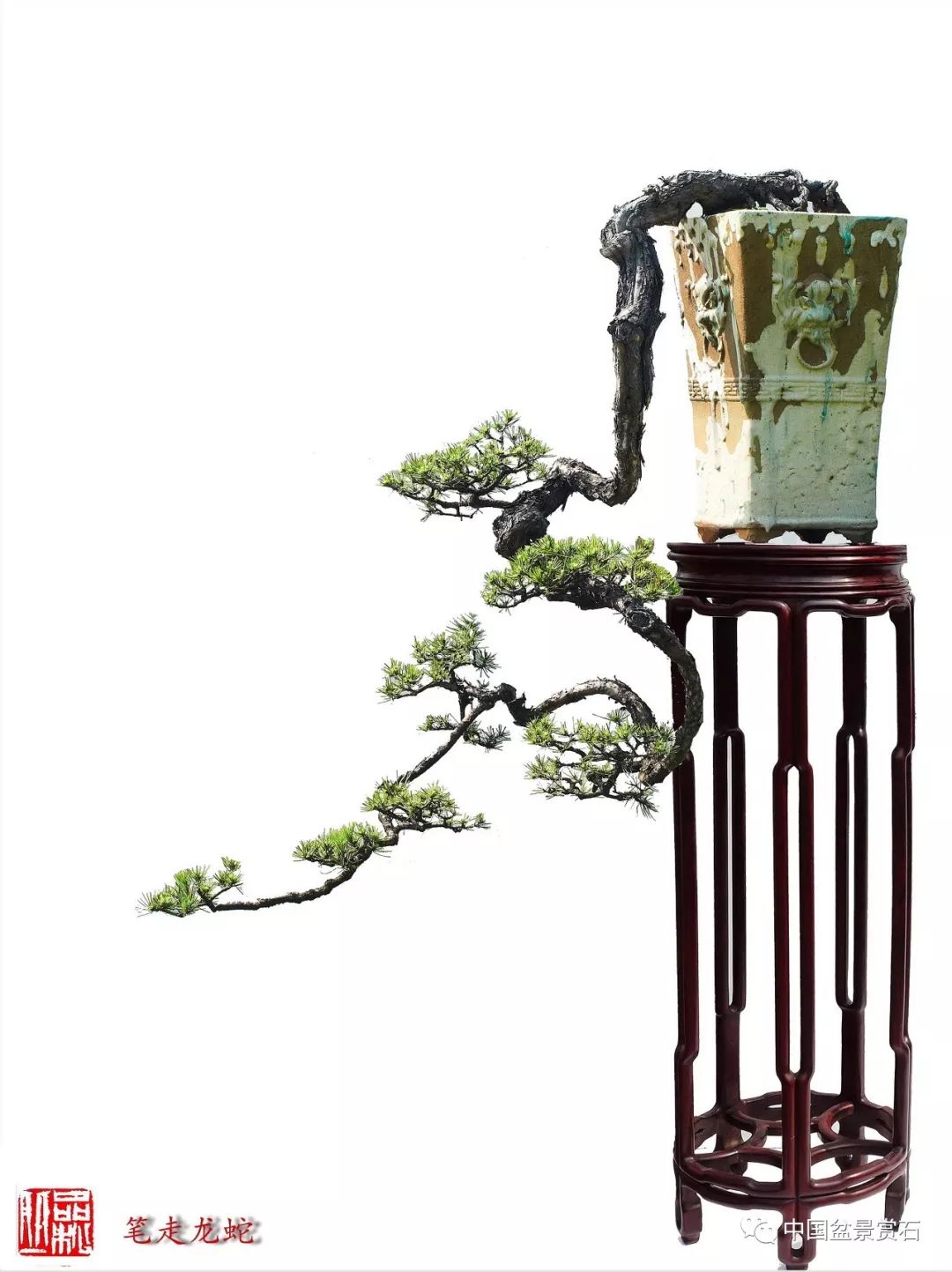 是盆景主观处理构图的一大特征