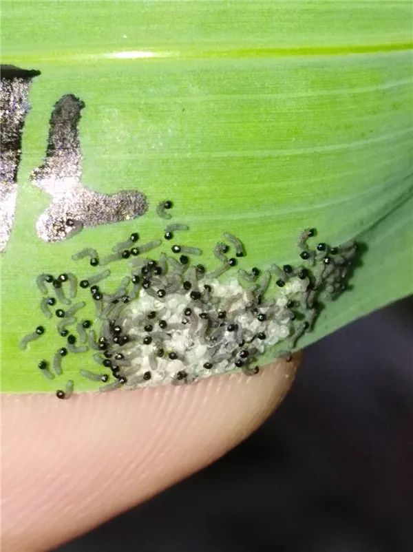 警惕草地贪夜蛾已入侵河口栟茶洋口等8个镇区如东监测防控形势严峻