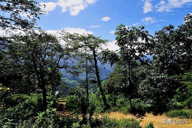 高黎贡山怒江百鸟谷云端鸟巢