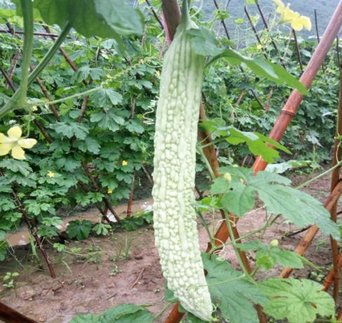 白苦瓜哪个品种好 白美人长白苦瓜种子