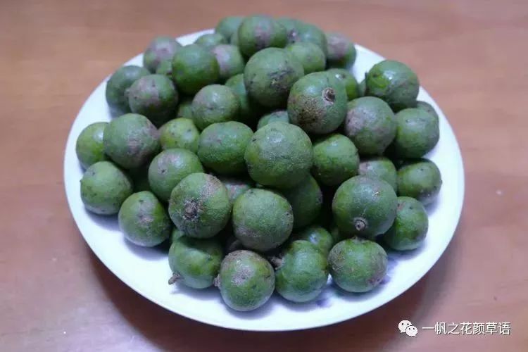 大自然】第114期:人面子_果实