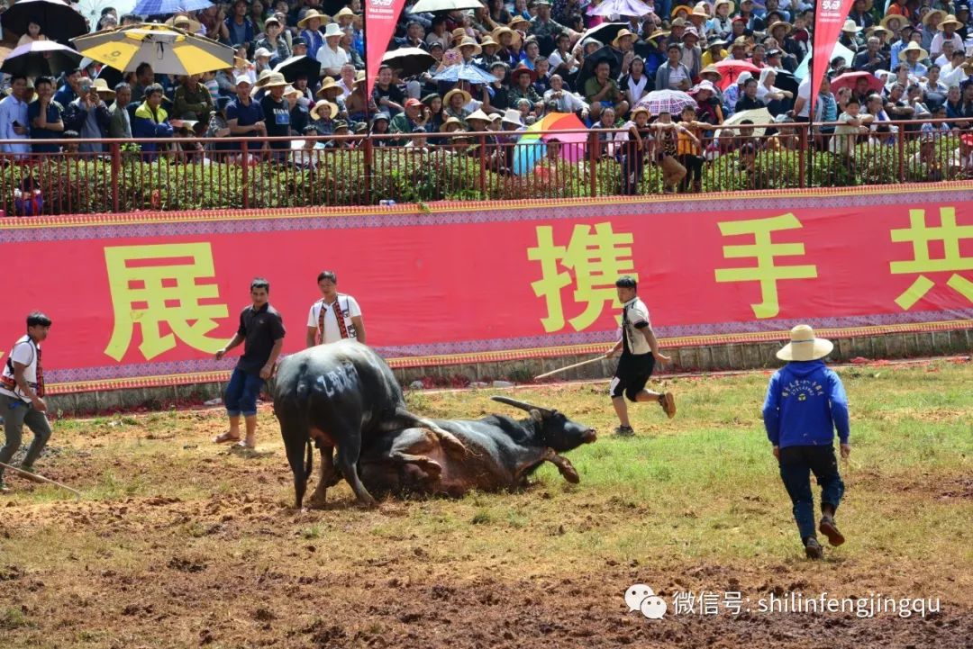 152头斗牛鏖战石林火把节主会场第一名奖金都高达一万元