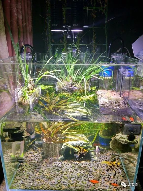 乌龟缸造景?第一次听说?快进来看看!