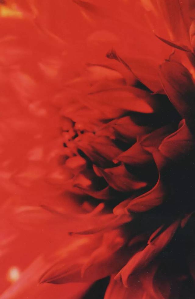 女摄影师第55期蜷川实花迷幻的花