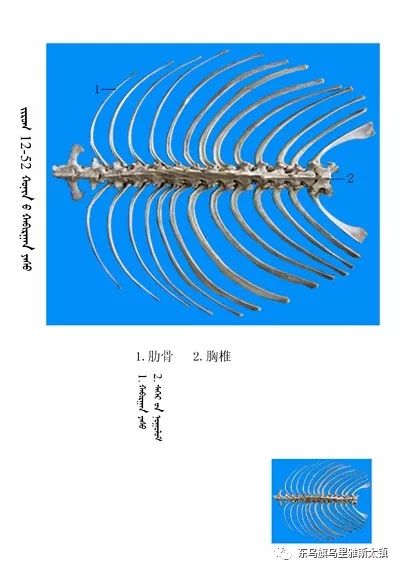 常识史上最全绵羊骨骼名称图解要分享哦
