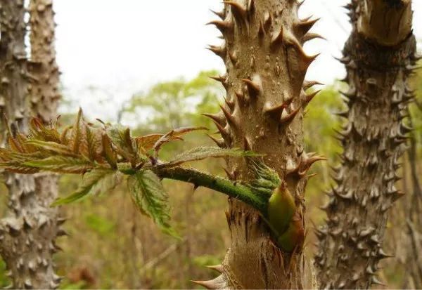 天下第一山珍刺嫩牙