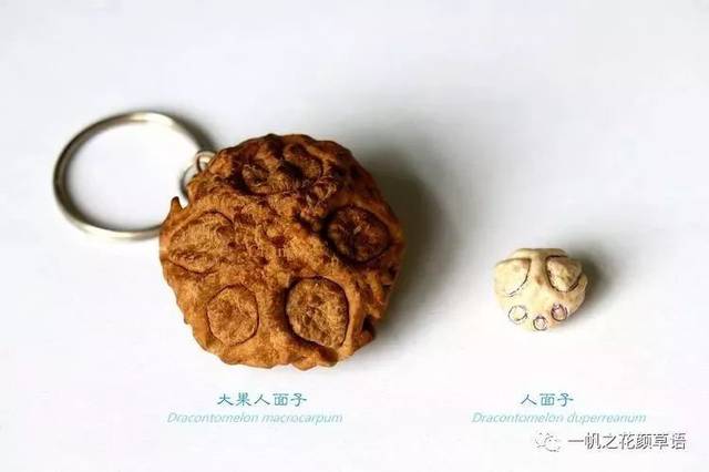 做成饰品的大果人面子的种子.