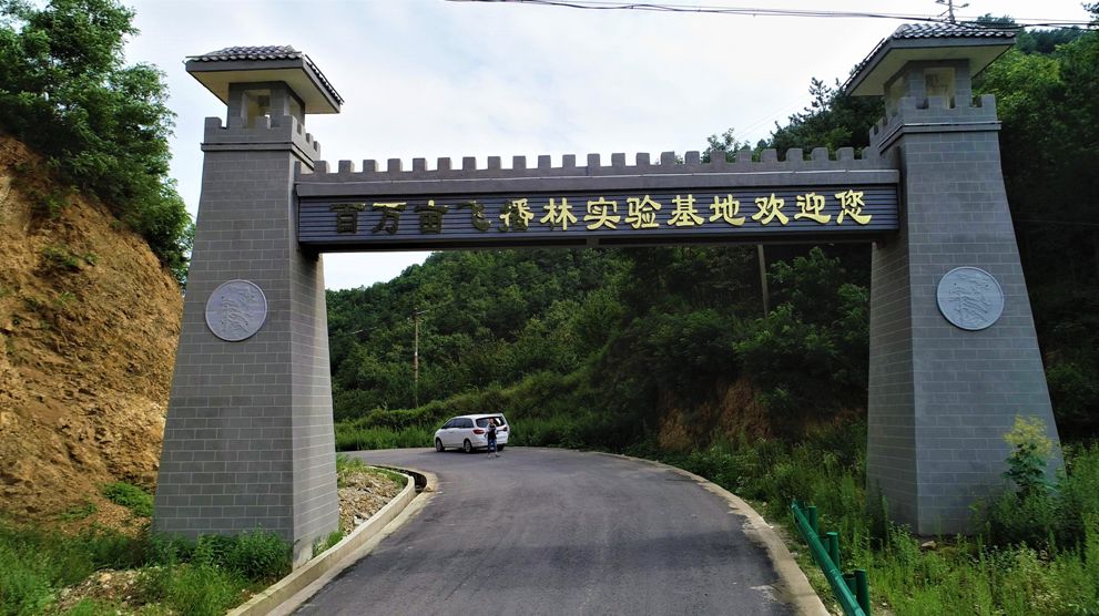 油松树图