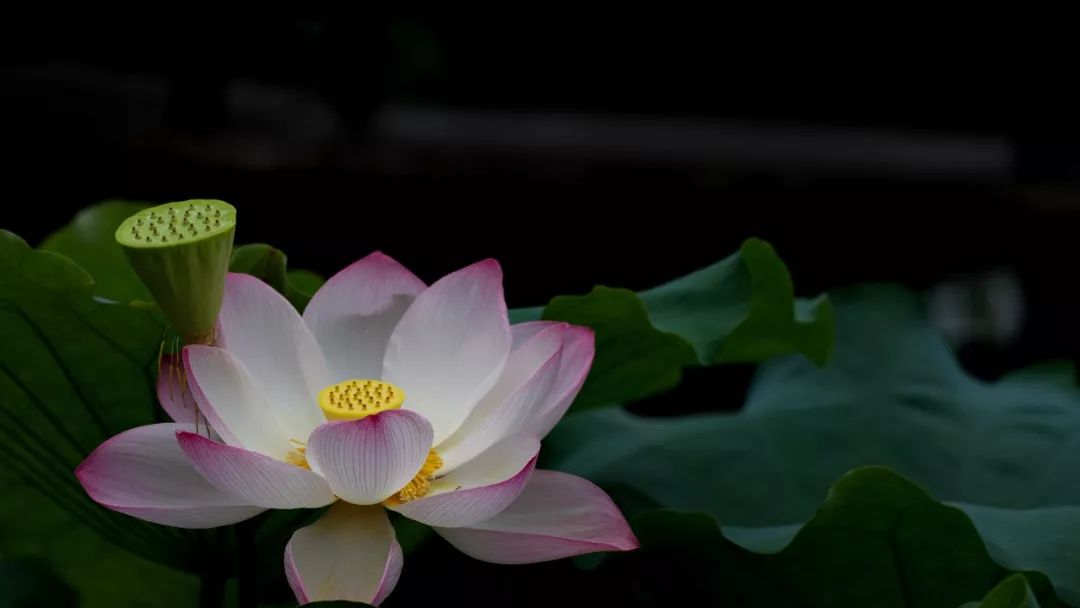 欣赏苏幕遮燎沉香