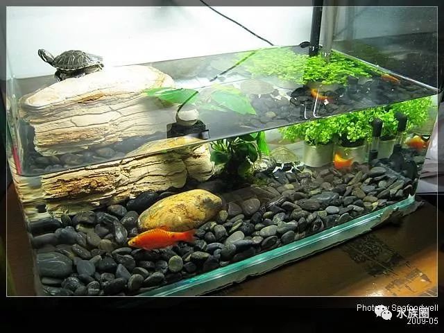 乌龟缸造景教程图片