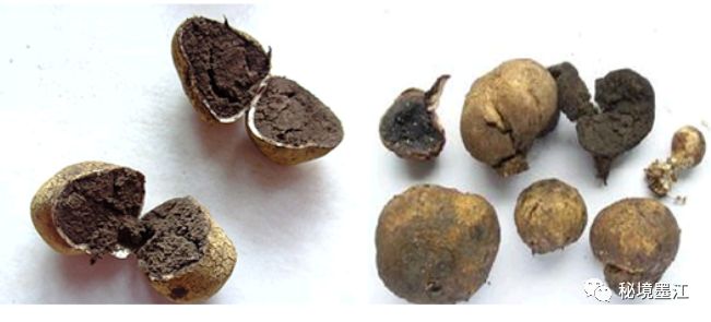 普洱一家五口吃马屁泡菌中毒不料送医途中车辆故障