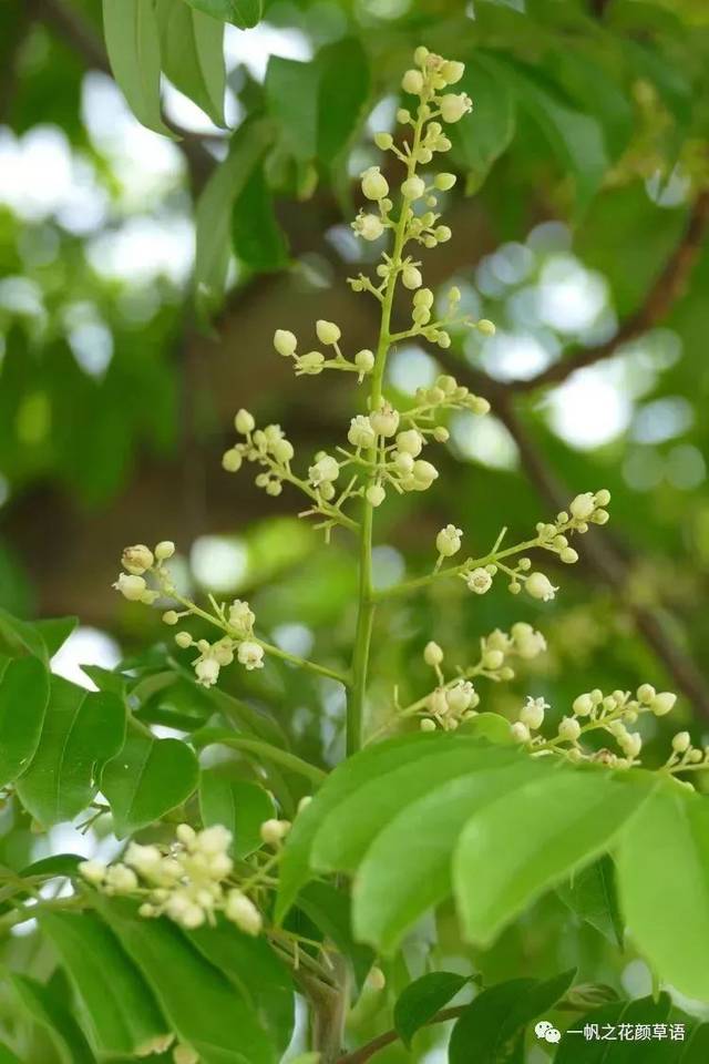 你好大自然第114期人面子