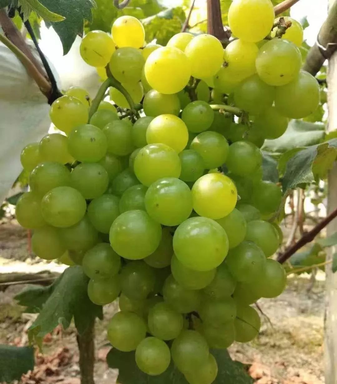 绿富士葡萄品种简介图片