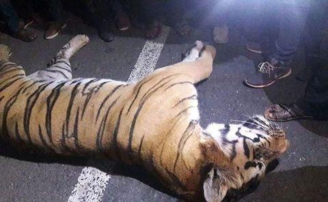 老虎在印度也是受保护动物,所以印度法律规定打死和打上老虎都是违法
