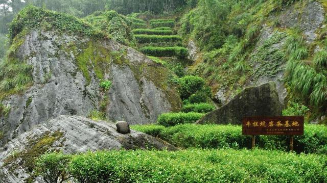 武夷岩茶中常说的山场你知多少