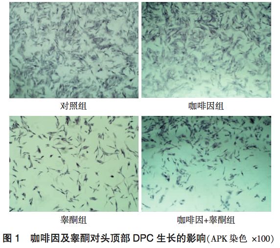 直接说一说结论.通过在体外培养人毛乳头细胞经过0.