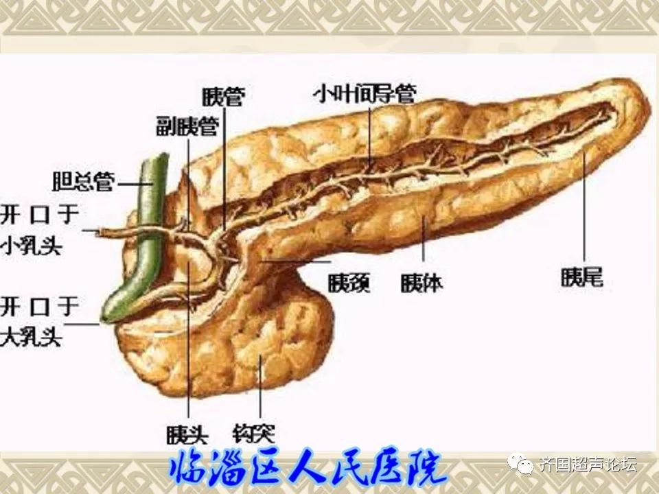 胰腺解剖图清晰图片
