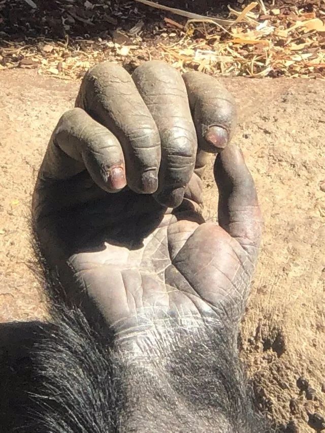 黑猩猩的手跟人类真的很像
