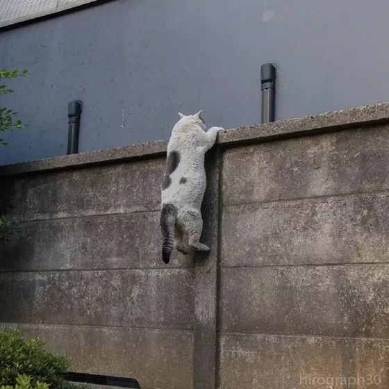 这群猫翻墙时被网友一只只拍下别看它们胖身手还是挺灵活的