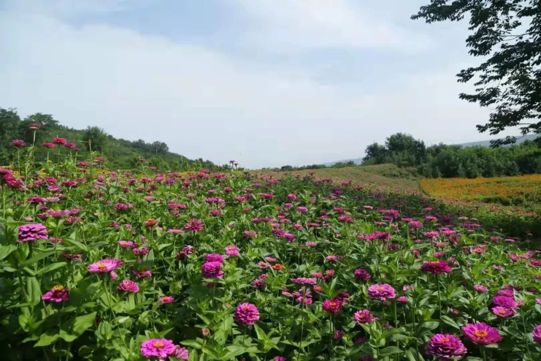 藏藏藏不住了宝鸡市区这片花海已经惊艳绽放你知道吗关键还可以免费