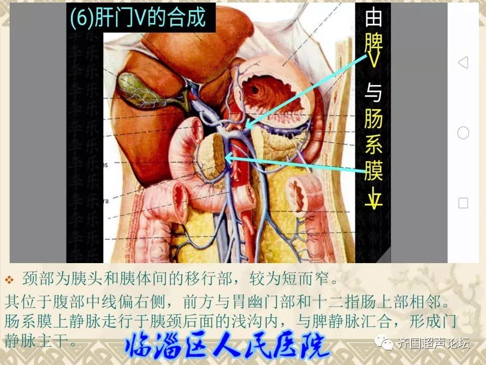临医超声学堂胰腺的解剖
