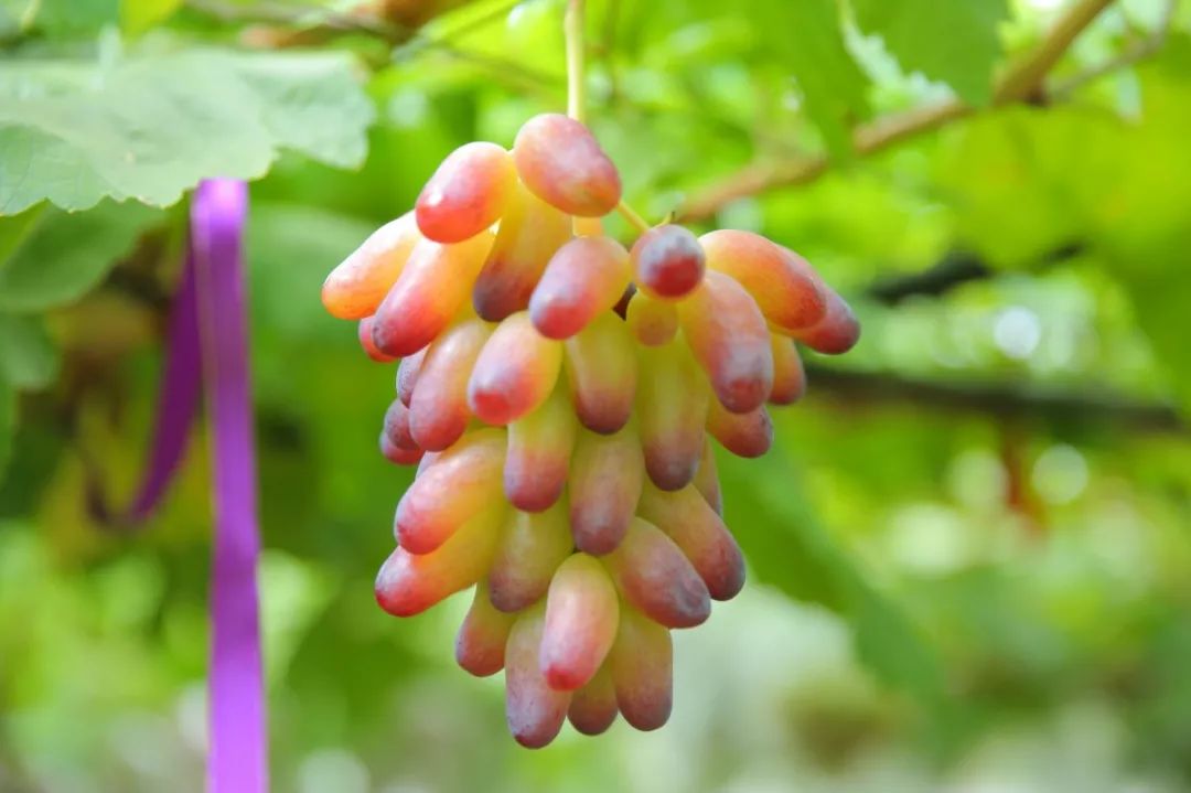 葡萄自由你实现了吗丁庄葡萄入驻盒马生鲜南京门店成功圈粉