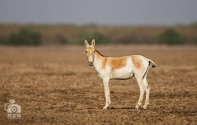 印度丨野驴的魔幻世界