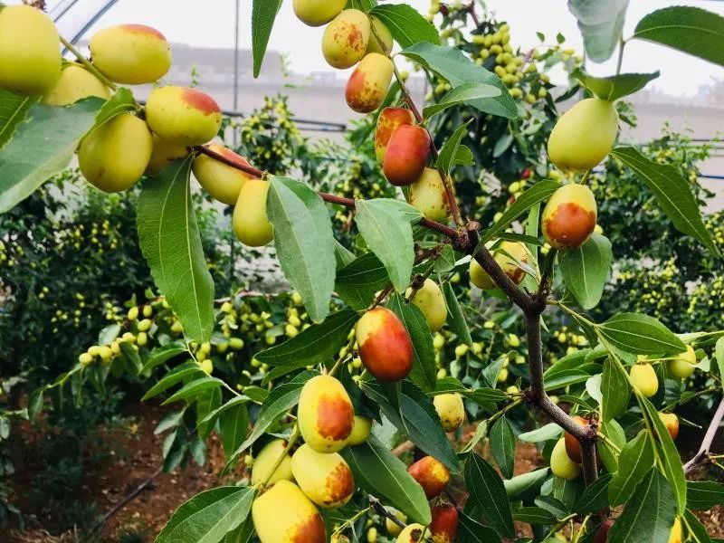 产地食材▎蜜甜清香细腻脆爽来自云南蒙自的金丝蜜枣