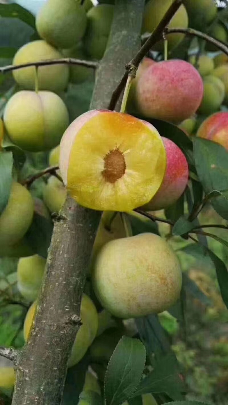 绿品国度赤水河边的绿色大山里这凤凰李漂亮看着想吃