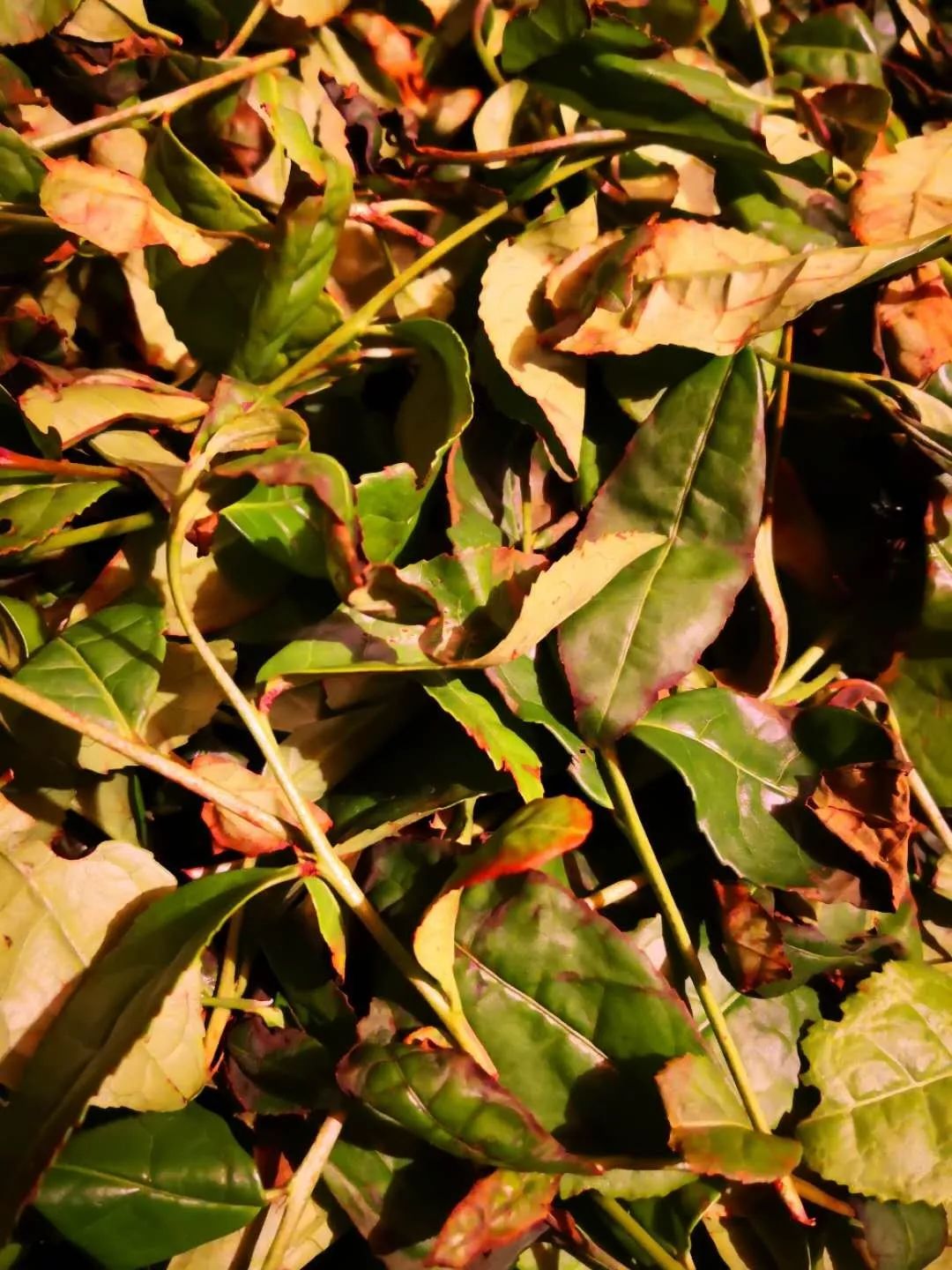 什么是武夷岩茶的茶气