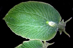 自然奥秘爱吃阳光的绿叶海天牛