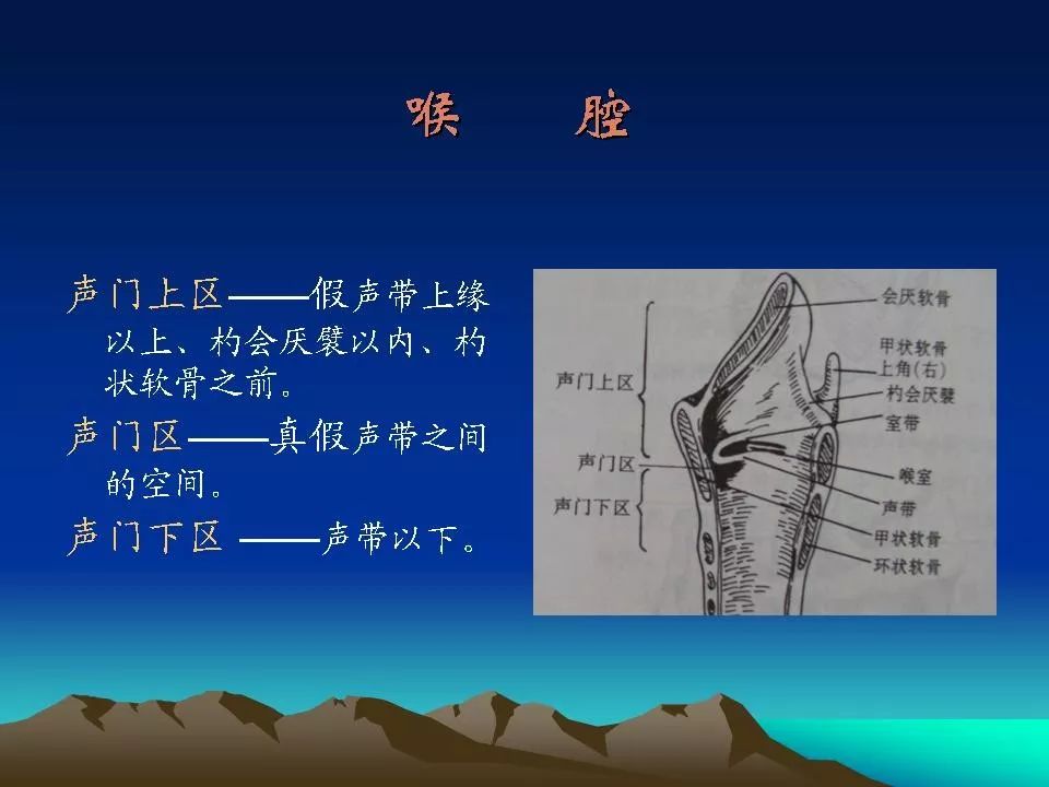 声门上区示意图图片