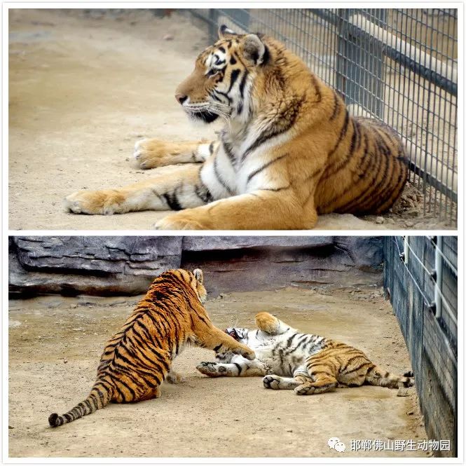 招賢納士邯鄲佛山野生動物園招聘啦