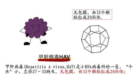 不仅如此,人体的免疫系统在清除甲肝病毒的同时,还产生了强大的免疫