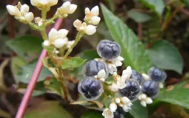 子常见的一种小野果,可以生吃,长熟了变黑色这个一般也不会吃水榕子