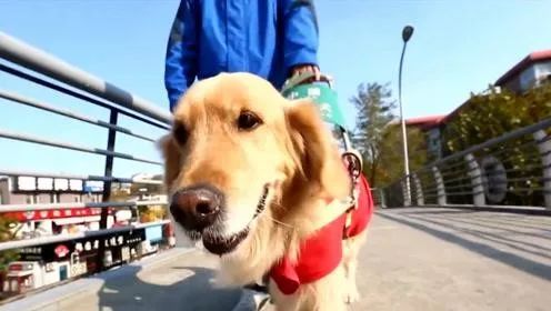 一识中国版导盲犬小q九月上映现在就带你重新认识导盲犬