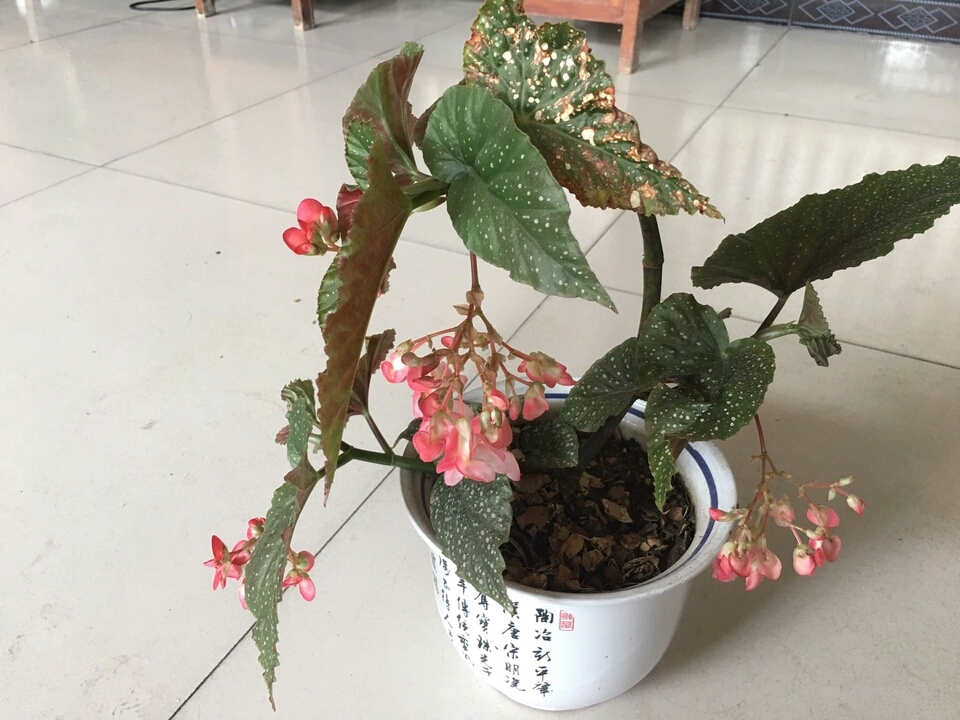 竹节海棠开花爆盆2要点