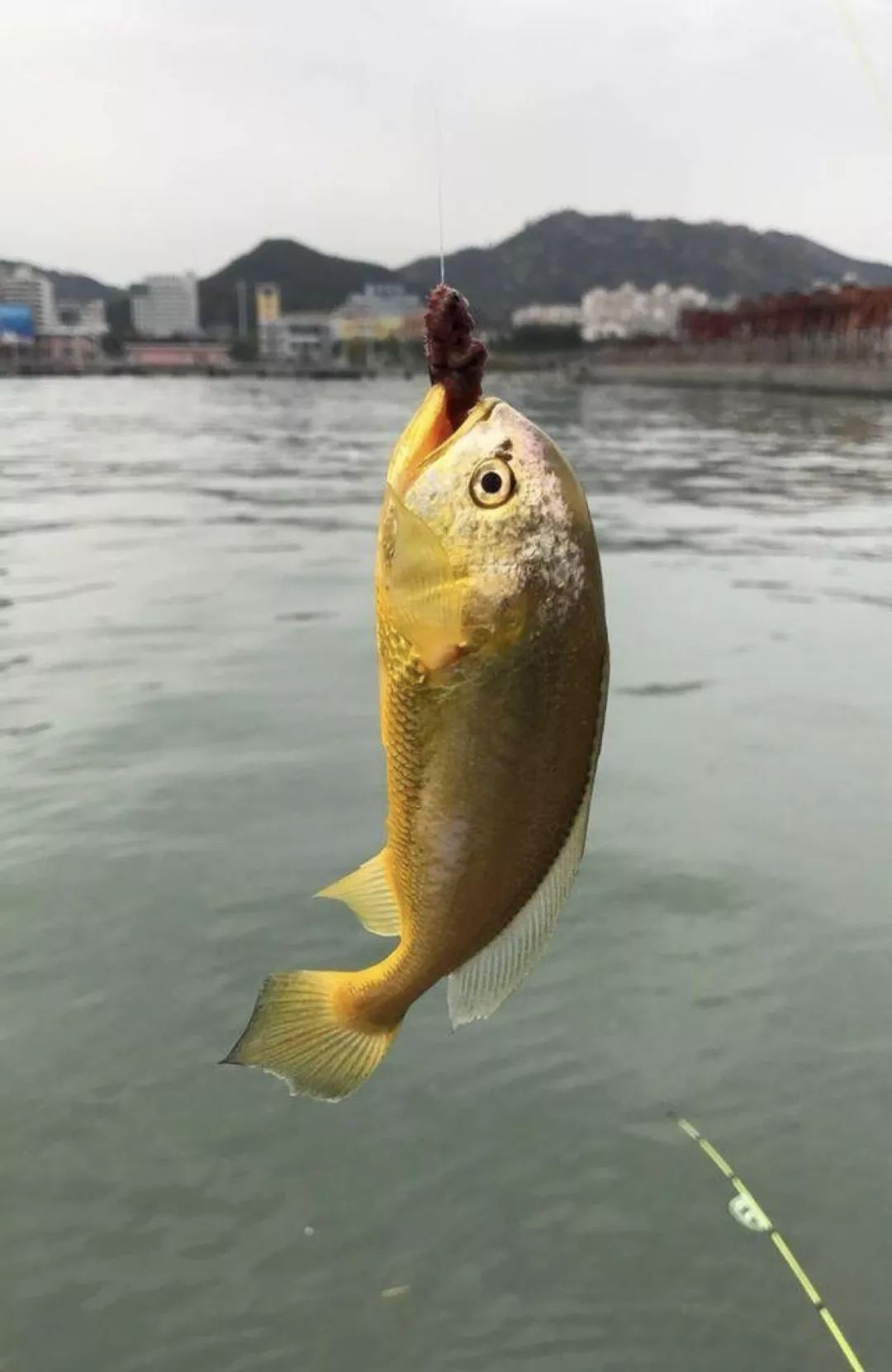 寧德吃貨測試怎麼分辨大黃魚小黃魚黃唇魚