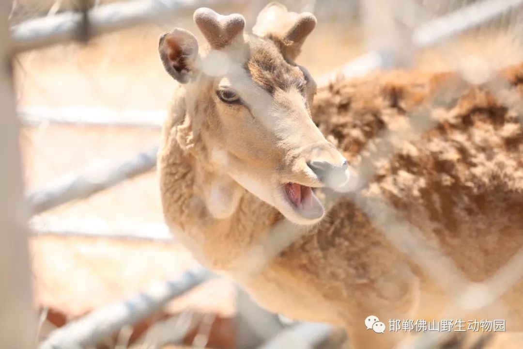 招賢納士邯鄲佛山野生動物園招聘啦