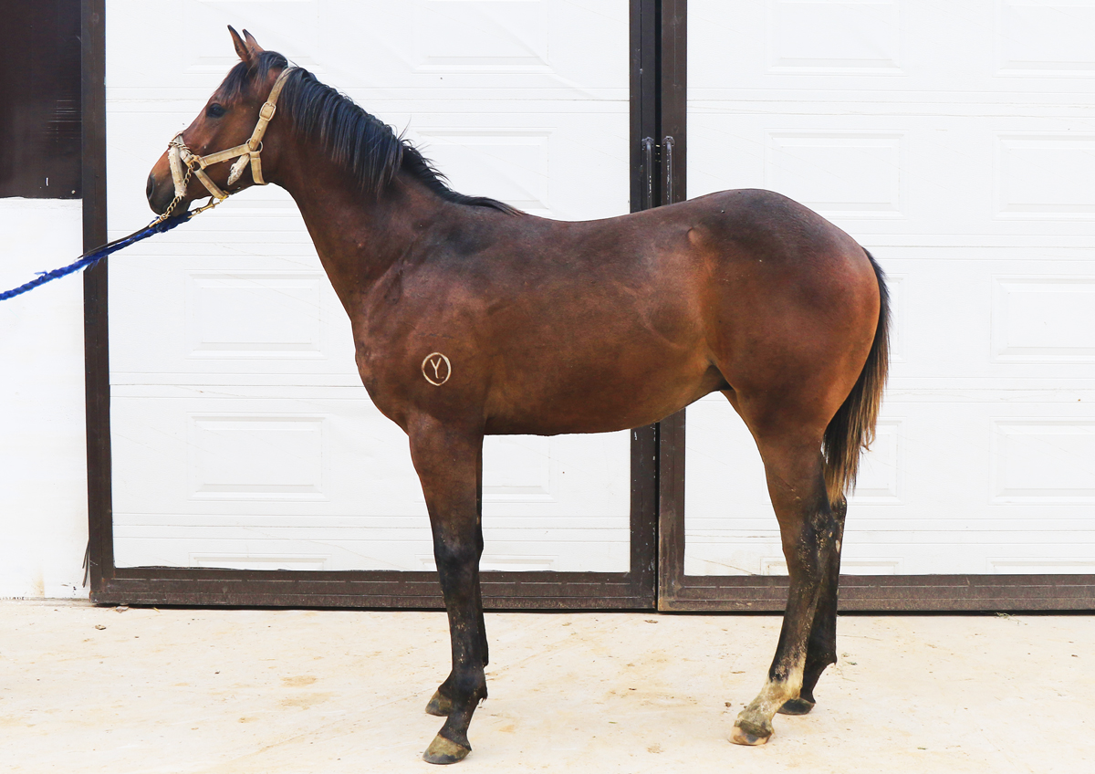 7月29日第六期玉龙马匹网络拍卖会准点开拍