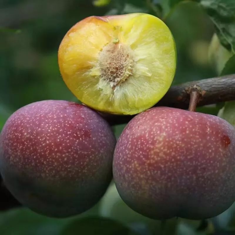 脆,甜,肉核分离……最近上市的这种李子,南宁人吃过都欲罢不能!