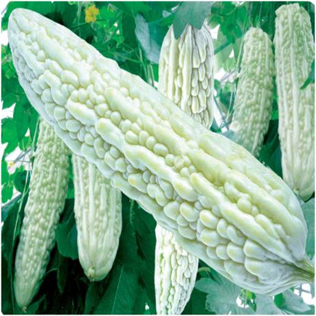 白苦瓜哪个品种好白美人长白苦瓜种子