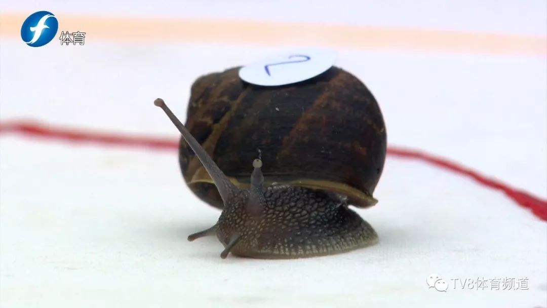 世界奇妙大赛丨还能再慢点吗?2019年世界蜗牛锦标赛英国举行